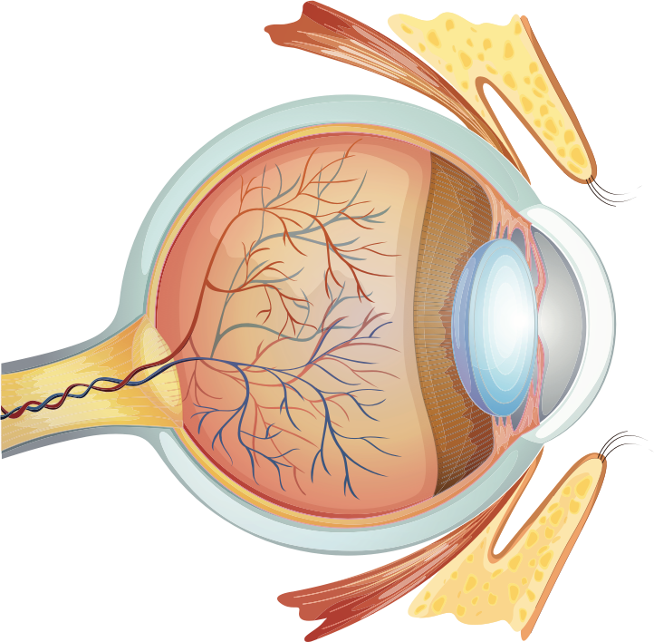 Eye Illustration