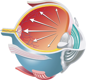 Eye Illustration